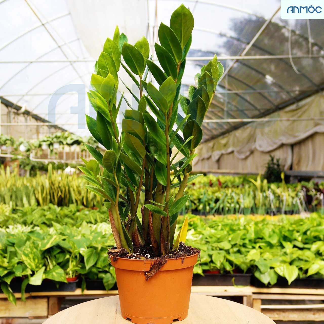 cây phong thủy phù hợp với không gian biệt thự cây phong thủy phù hợp với không gian biệt thự